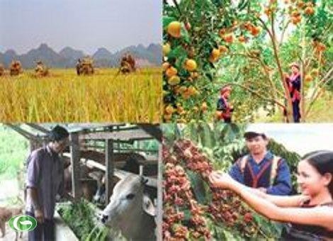 Farmers’ Association’s role in New Rural Development - ảnh 1
